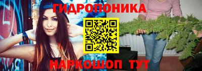 шишки Аргун